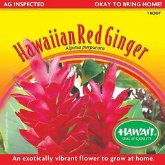 AKAMAIDISTR Earrings Hawaiian Red Ginger Bulb