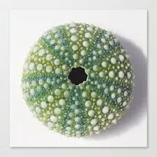 Earrings Urchin Green RAINBOWCRAFT