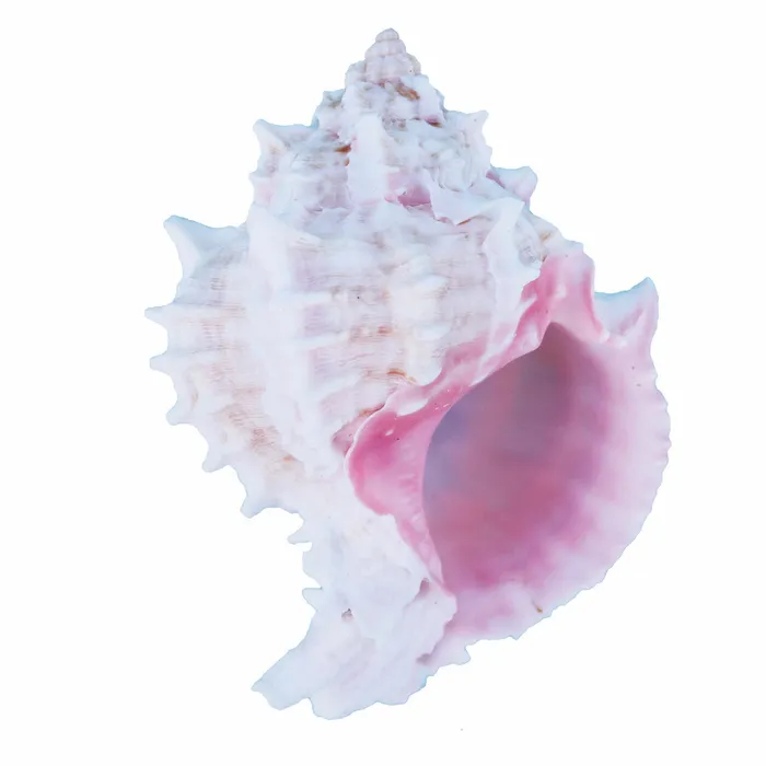 Medium Pink Murex Shell RAINBOWCRAFT Earrings