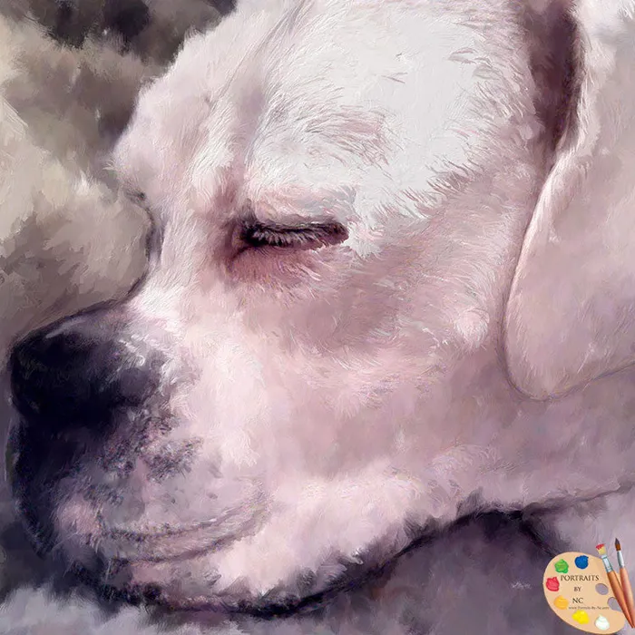 Rings Portraits by NC White Boxer Digital Portrait